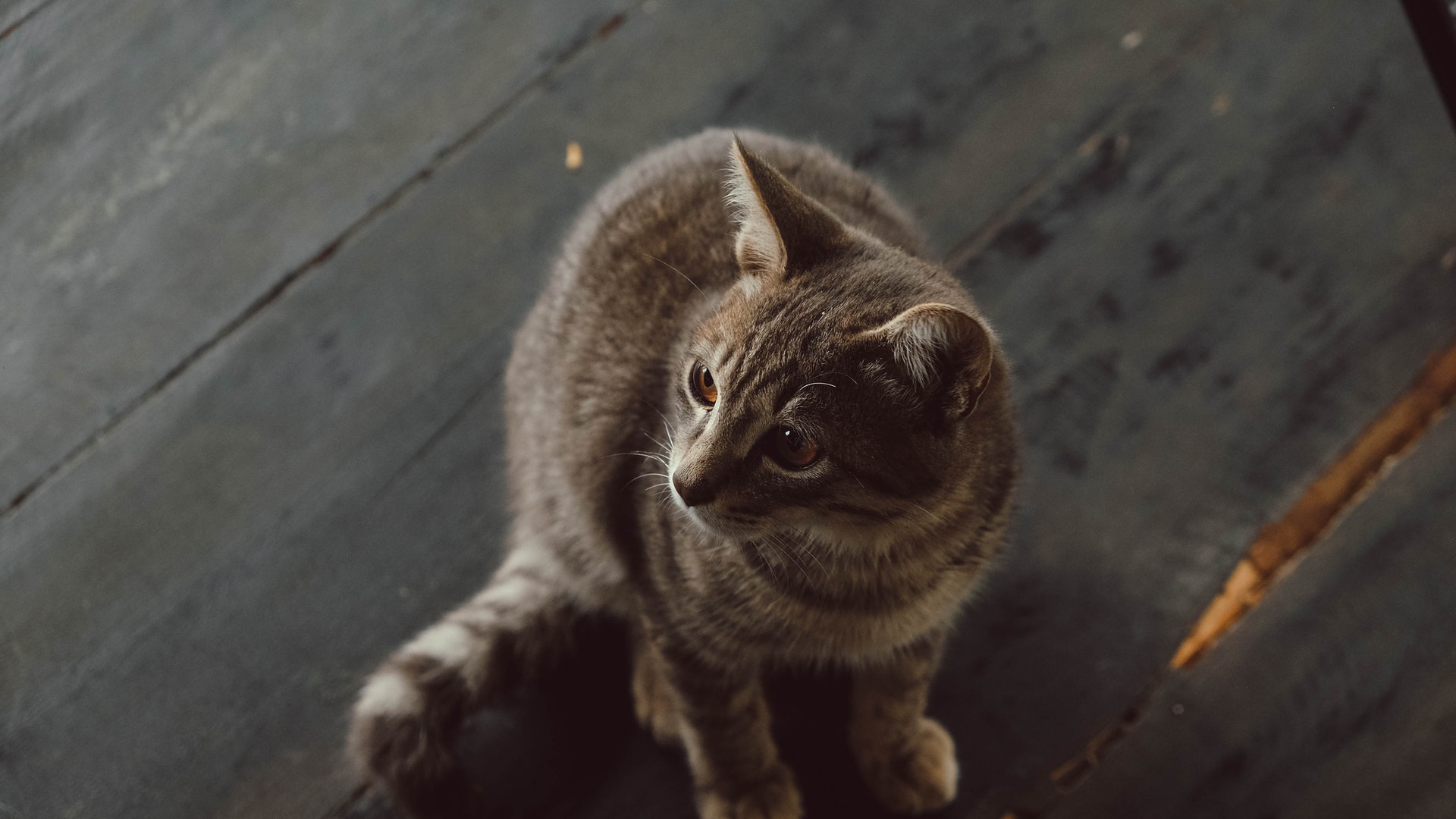 How Do I Use Lactulose for Cats? Pettable ESA Experts